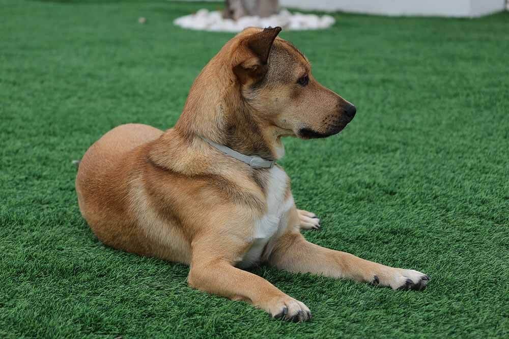 Cỏ Lót Sàn Thú Cưng 2 cothucung_allspace